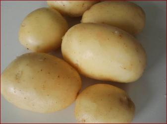 картофель  семянной АГАТА 40 дней